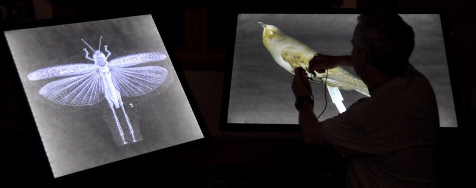 Artist-Technologist Re-Animates Extinct&nbsp;Species