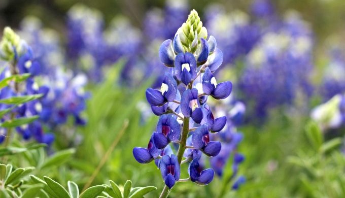 Bluebonnet